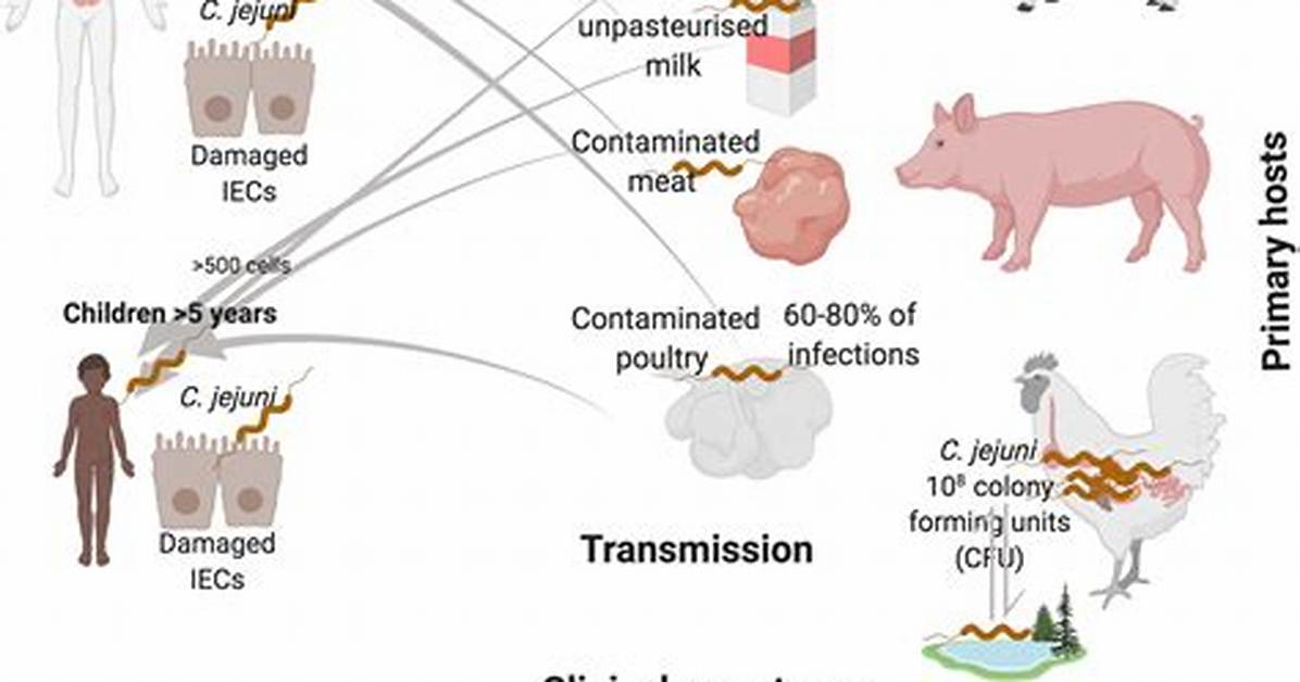 How Campylobacter Is Transmitted?
