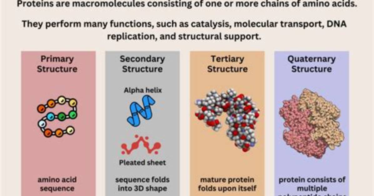 How Can Different Proteins Be Made