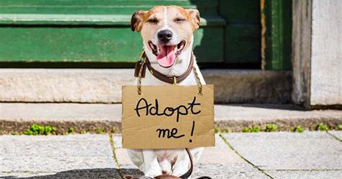 How Can I Adopt a Dog