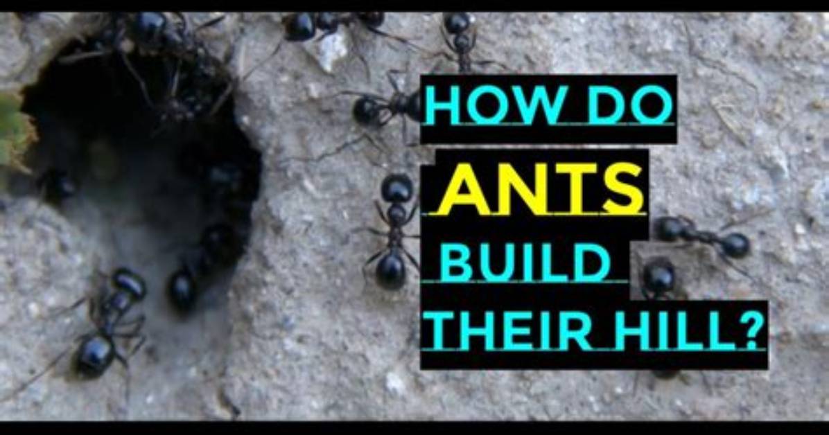 How Can I Avoid This Ant Build Error?