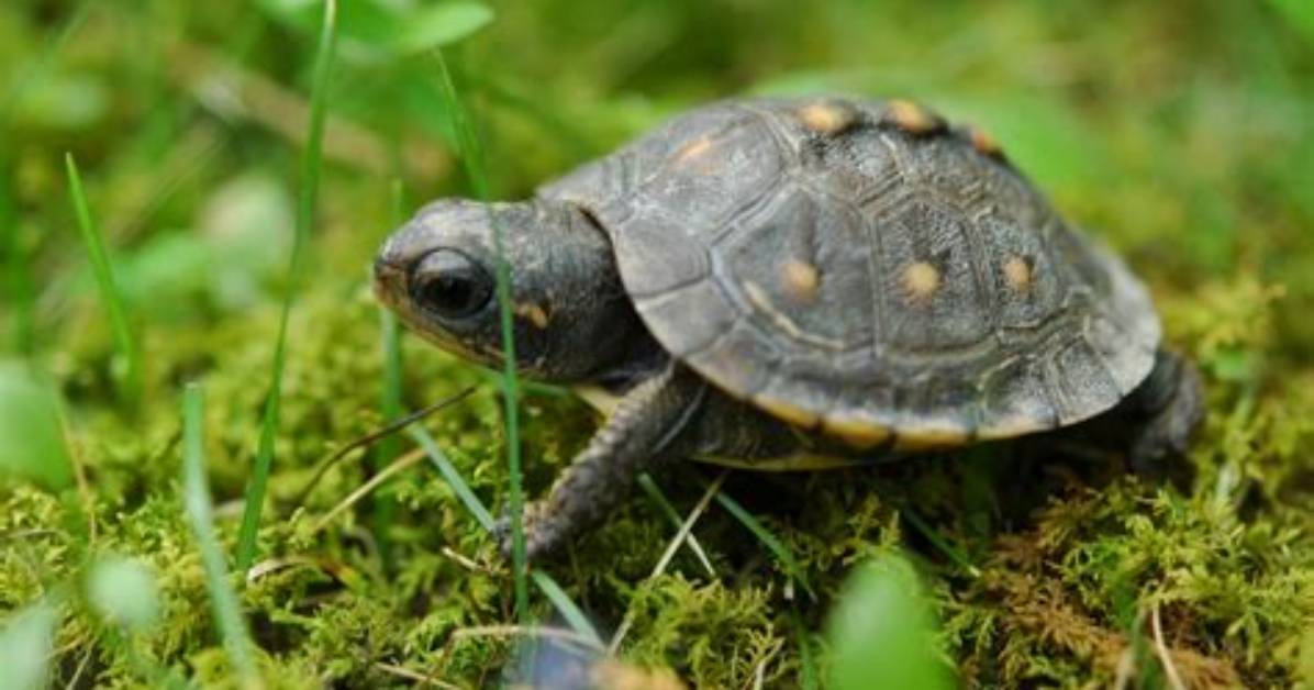 How Can I Buy a Turtle