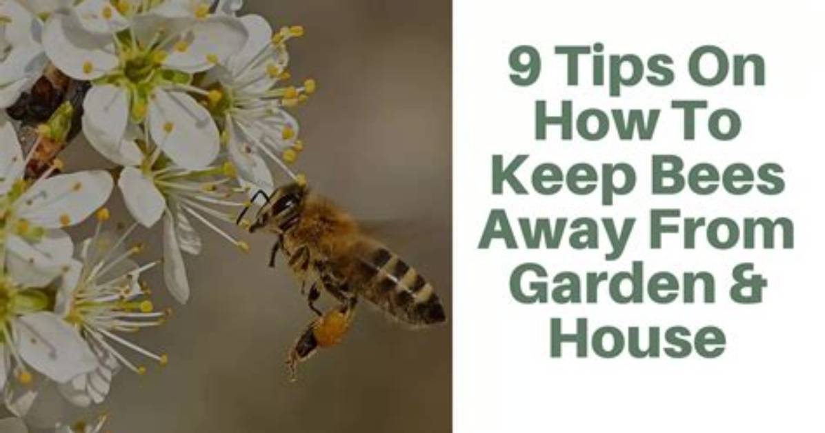 How Can I Keep Bees Away from My House