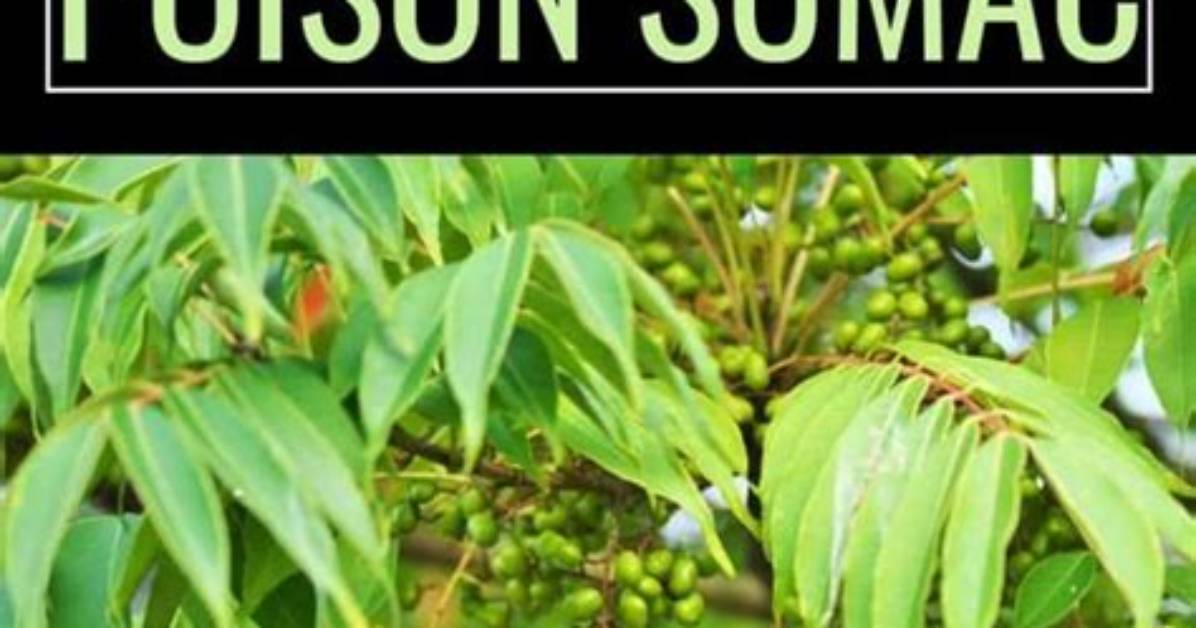 How Can I Kill Sumac Trees