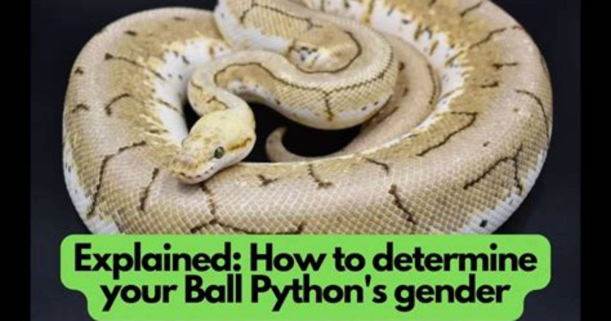 How Can I Tell Where My Python Script Is Hanging?