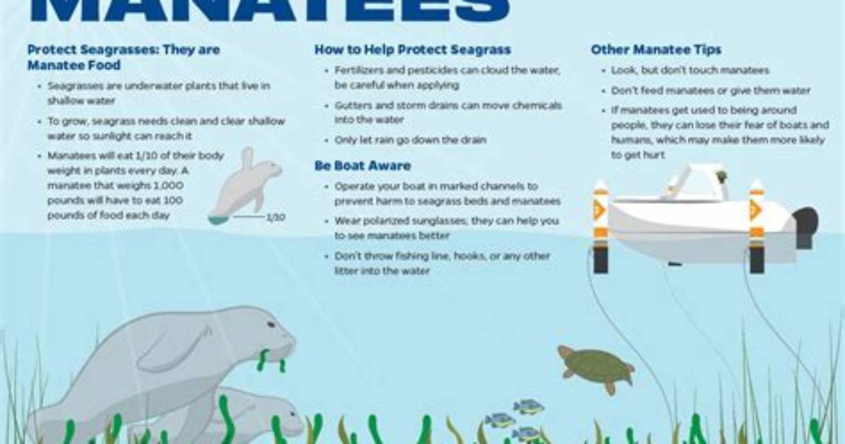 How Can We Help Save Manatees?