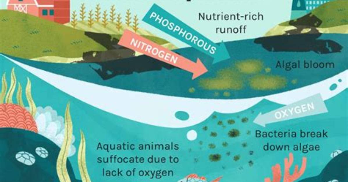 How Can We Prevent Eutrophication?