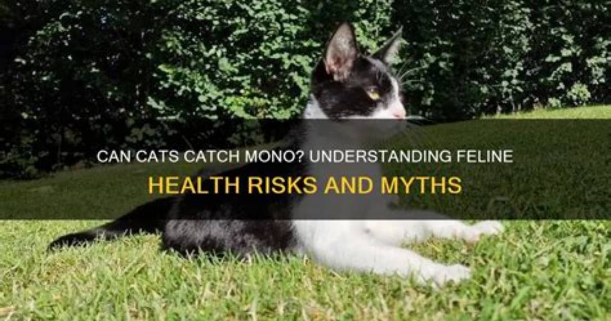 How Can You Catch Mono