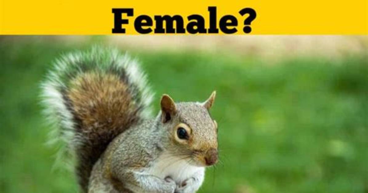 How Can You Tell a Male Squirrel from a Female?