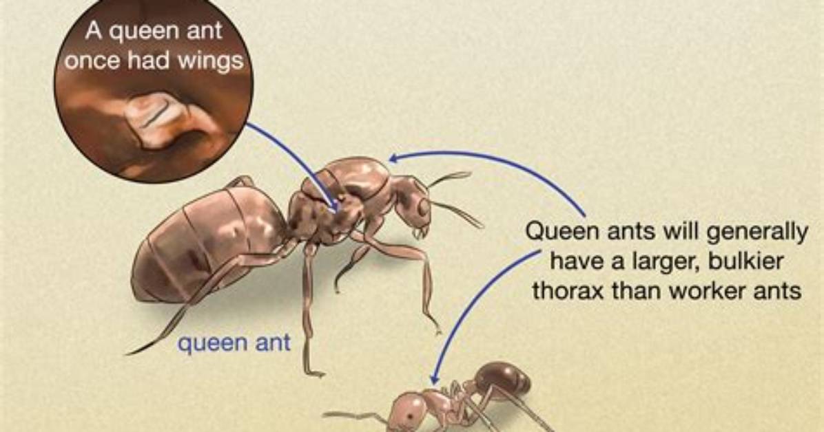 How Can You Tell an Ant Queen?