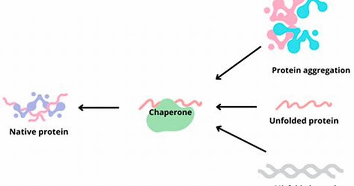 How Chaperones Fold Proteins?