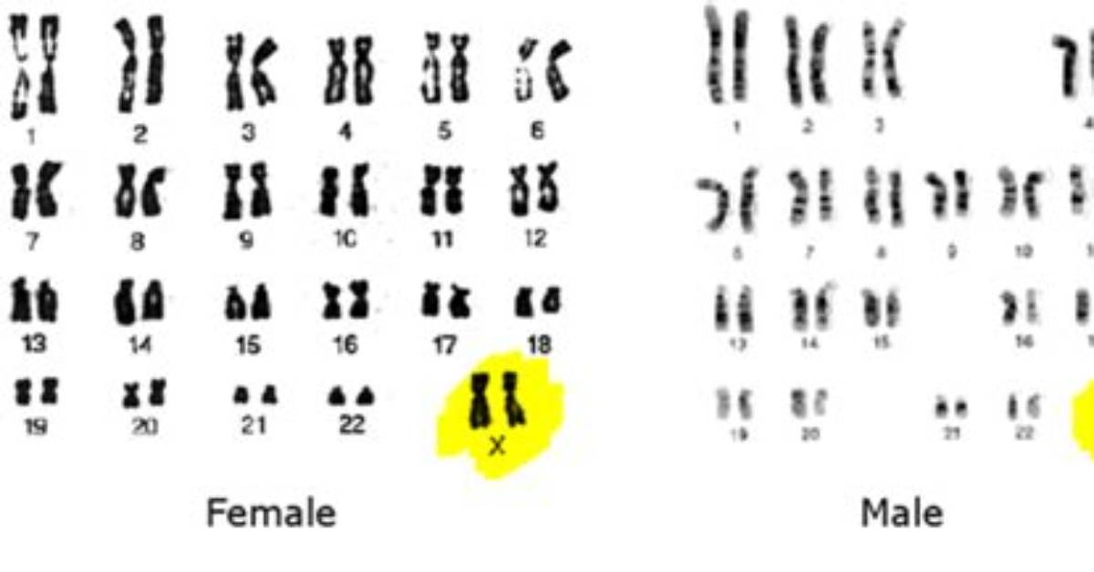 How Chromosomes Determine Gender?
