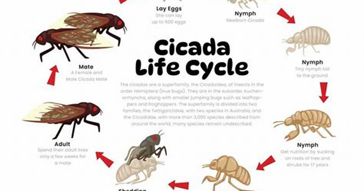 How Cicadas Are Born?