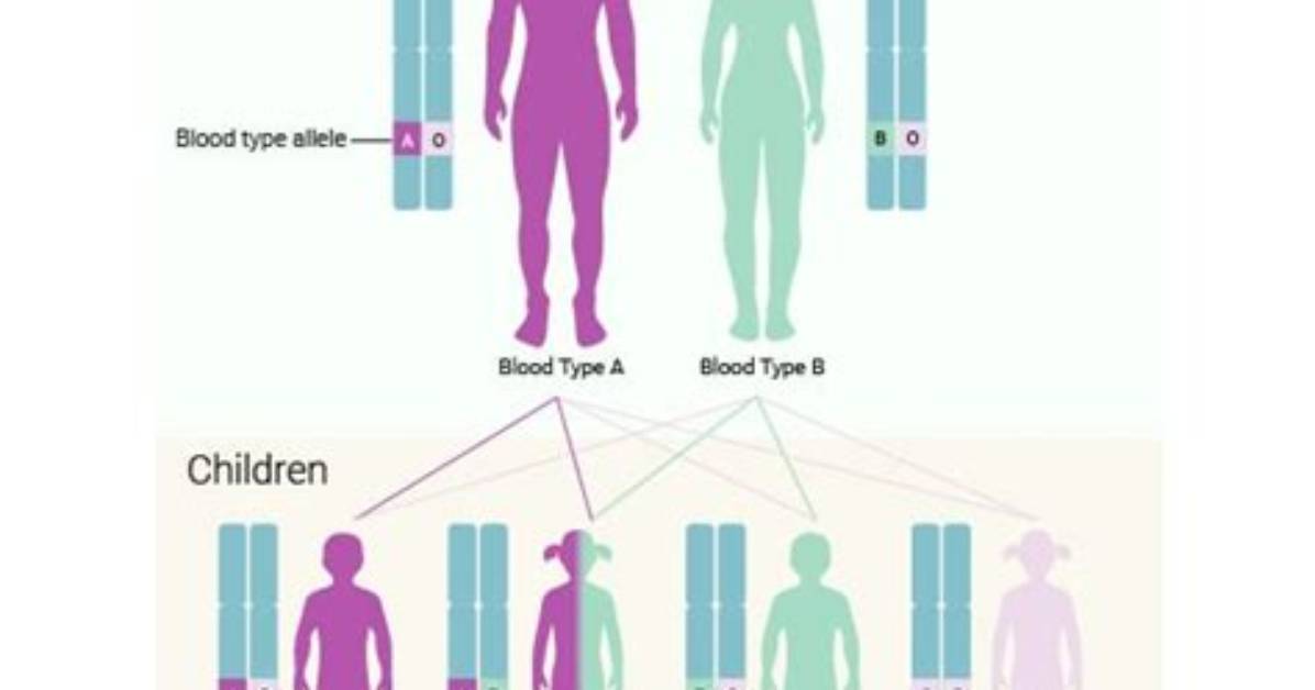 How Codominant Inheritance Patterns?