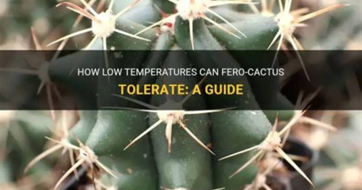 How Cold Can Cactus Tolerate