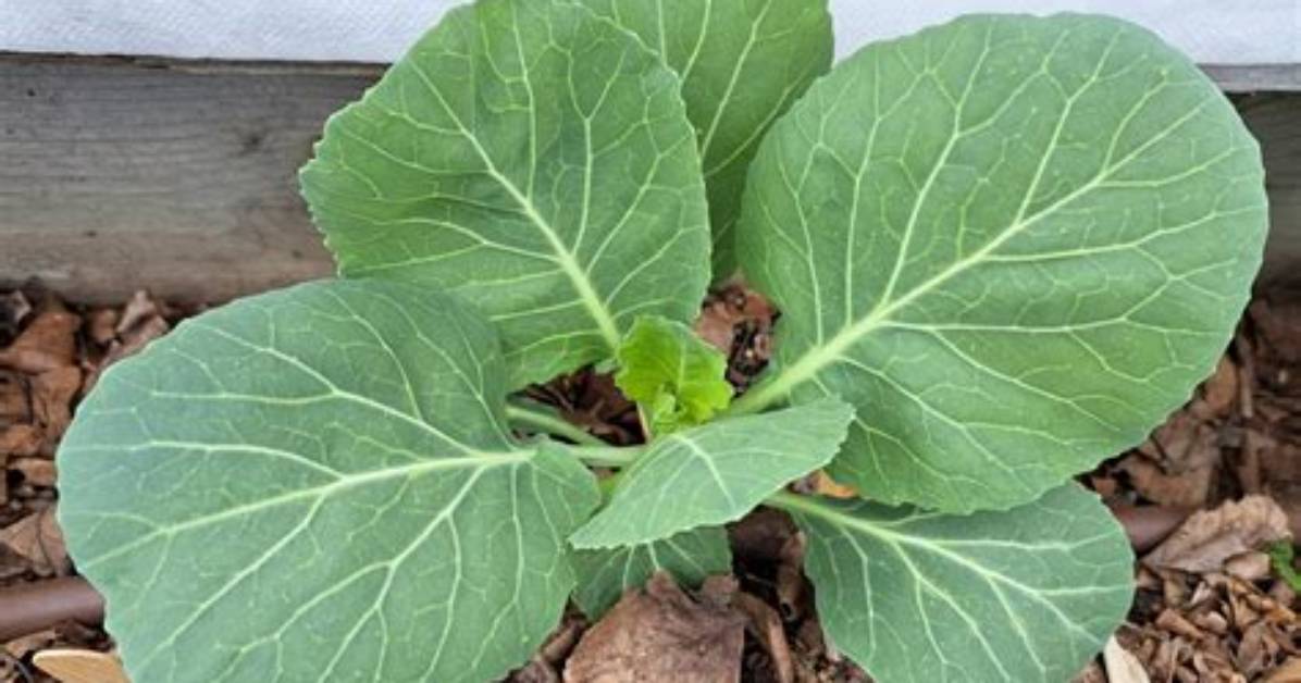 How Cold Can Collards Survive