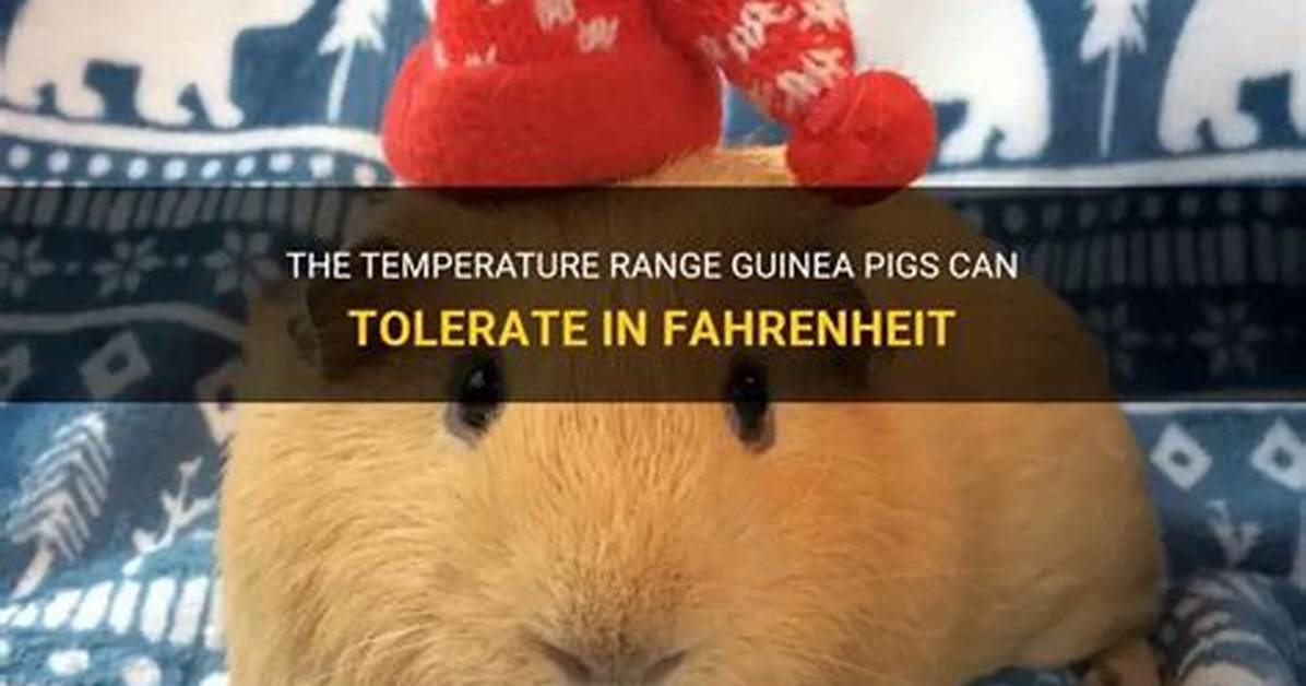 How Cold Can Pigs Tolerate