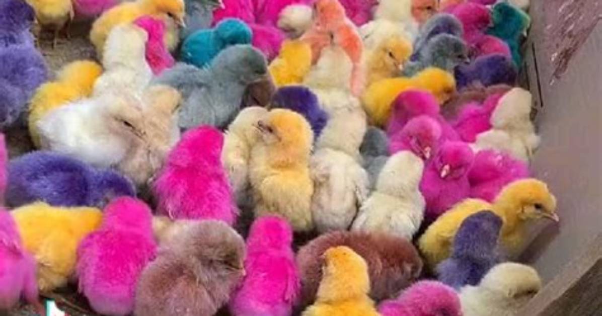 How Coloured Chicks Are Made?