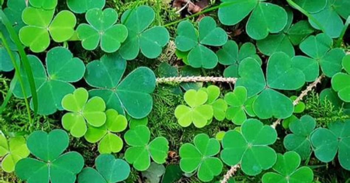 How Common Four Leaf Clover?