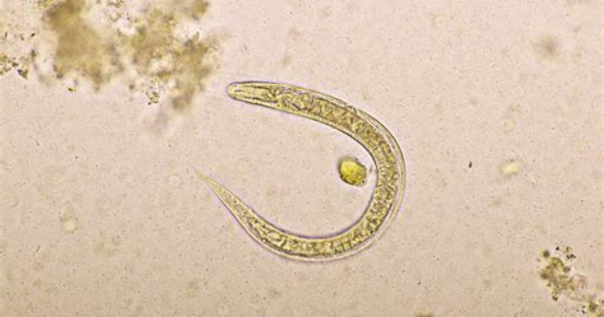 How Contagious Is Strongyloides