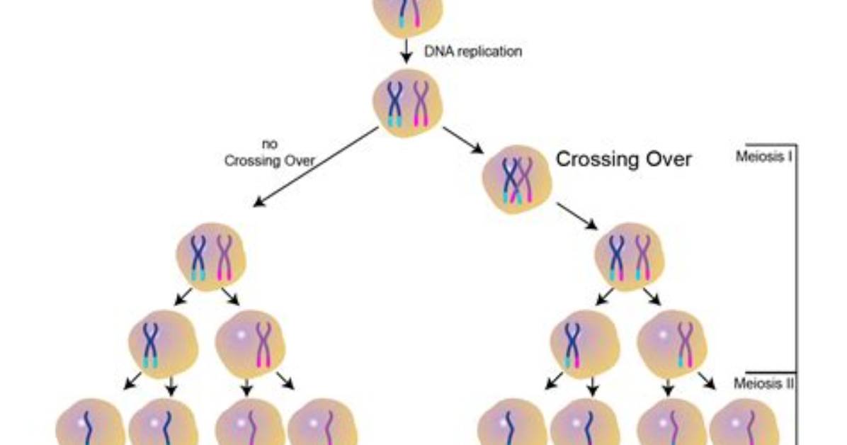 How Crossing over Occurs?