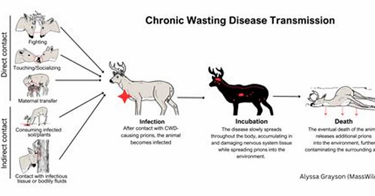 How Cwd Is Spread?