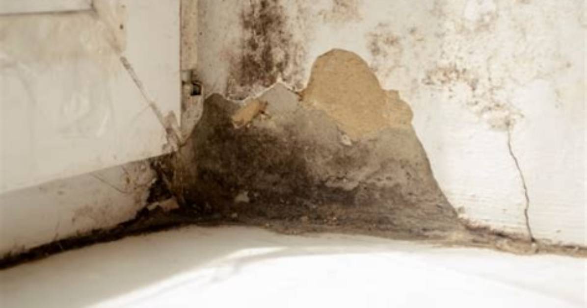 How Damp Should a Wall Be