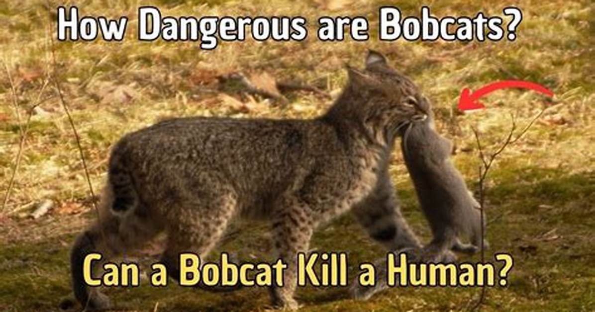 How Dangerous Is a Bobcat?