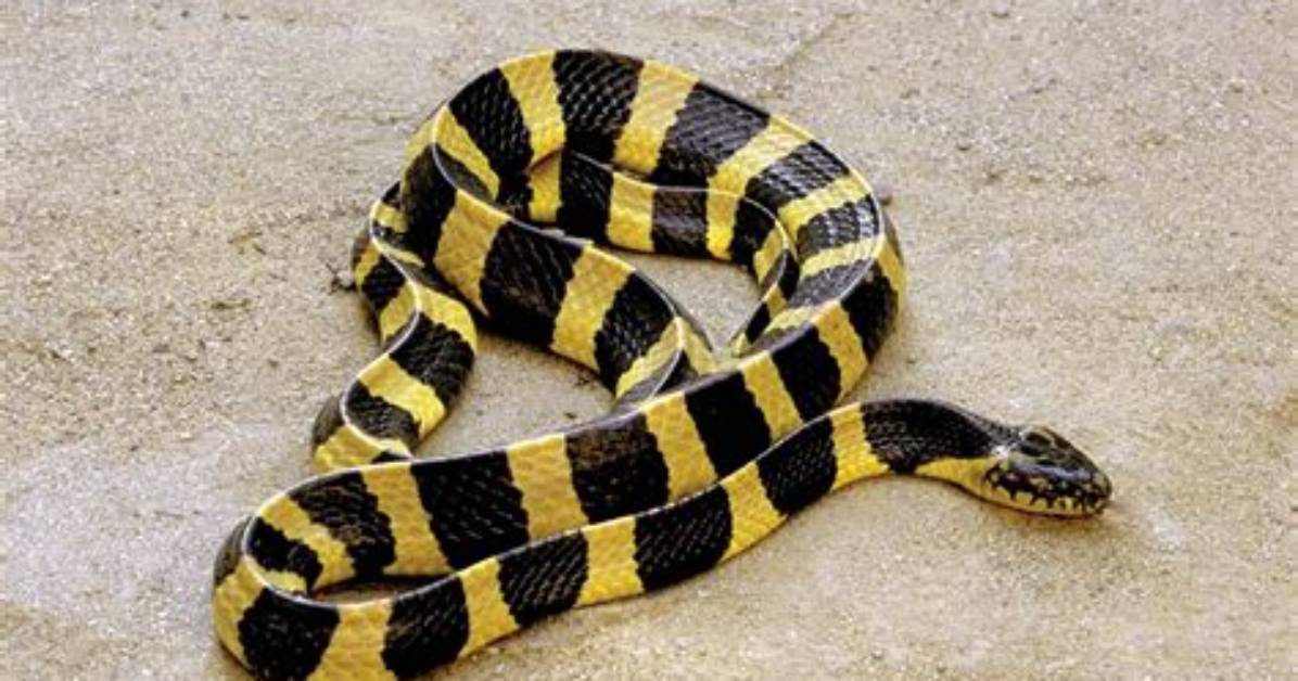 How Dangerous Is Krait Snake?