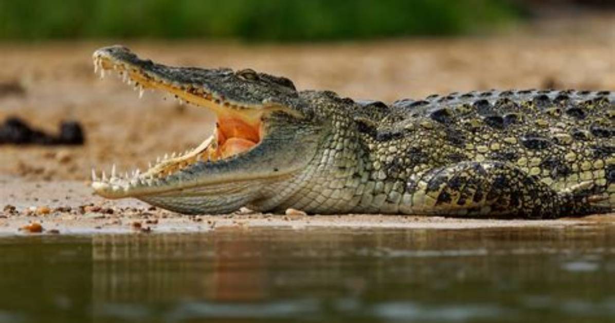 How Dangerous Is Krokodil