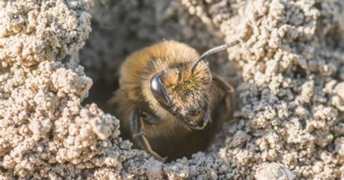 How Deep Do Ground Bees Go