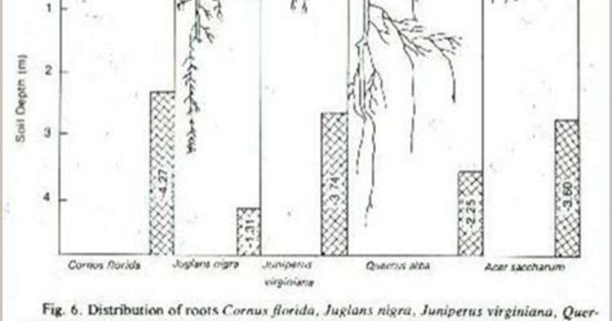 How Deep Do Tree Roots Go