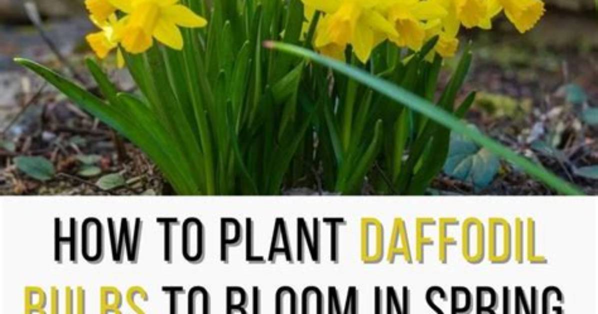 How Deep Do You Plant Dwarf Daffodils