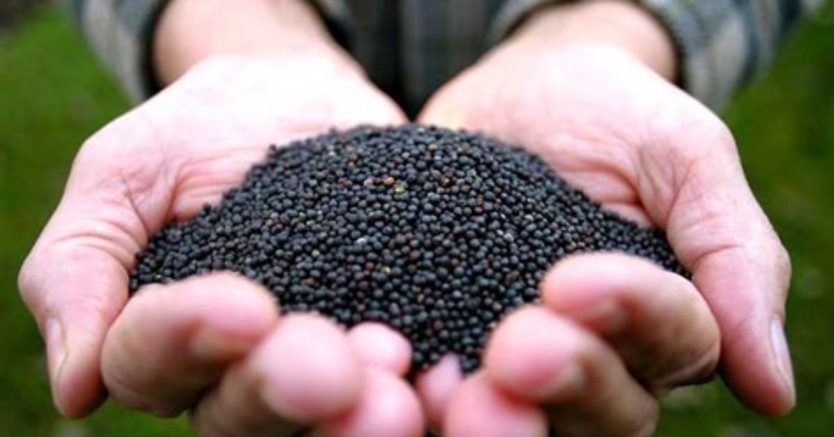 How Deep Do You Seed Canola?