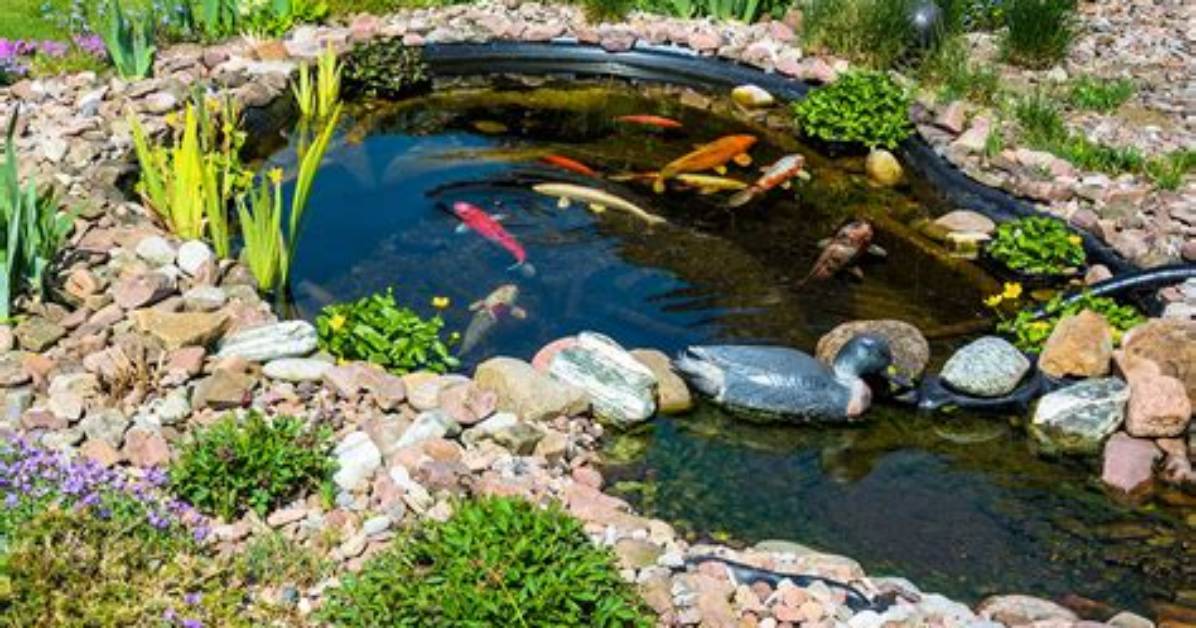 How Deep Koi Ponds Should Be Designed