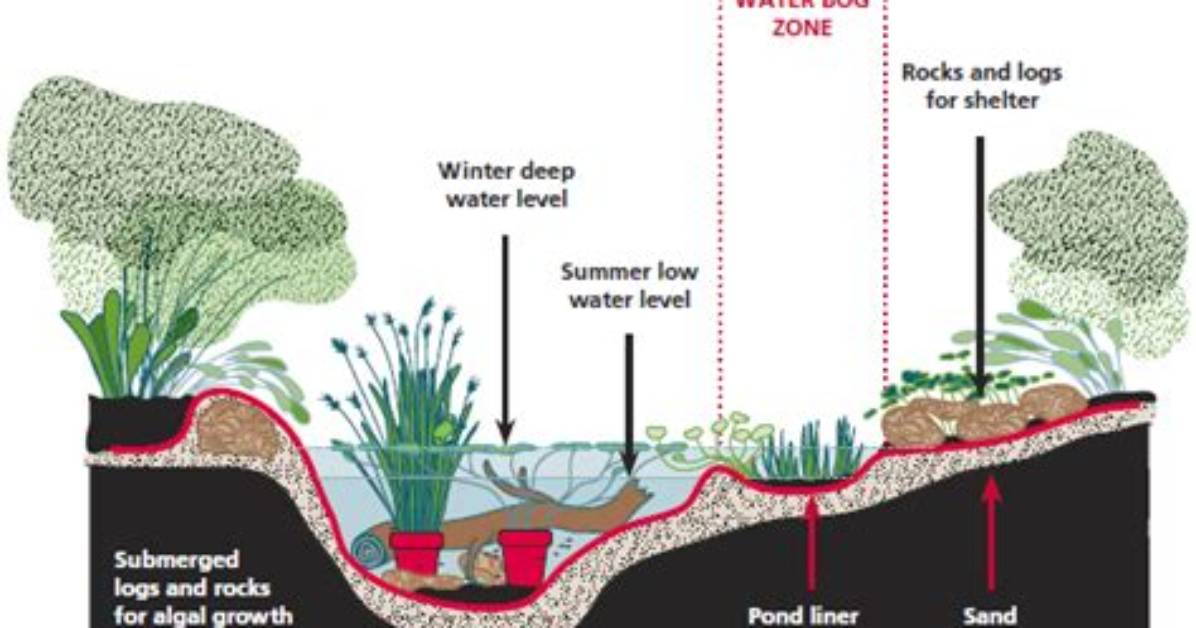 How Deep Should a Frog Pond Be?