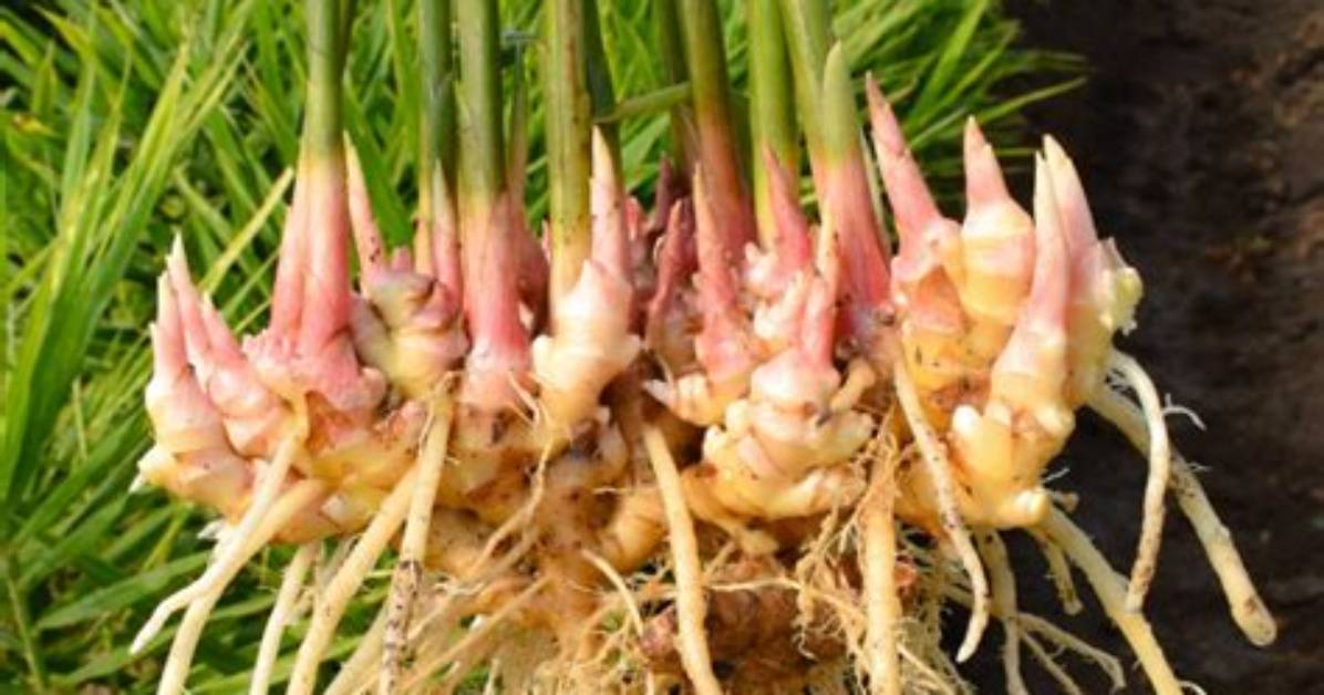 How Deep Should I Plant Ginger
