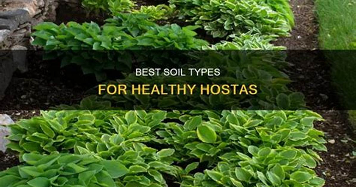 How Deep Should Soil Be for Hostas