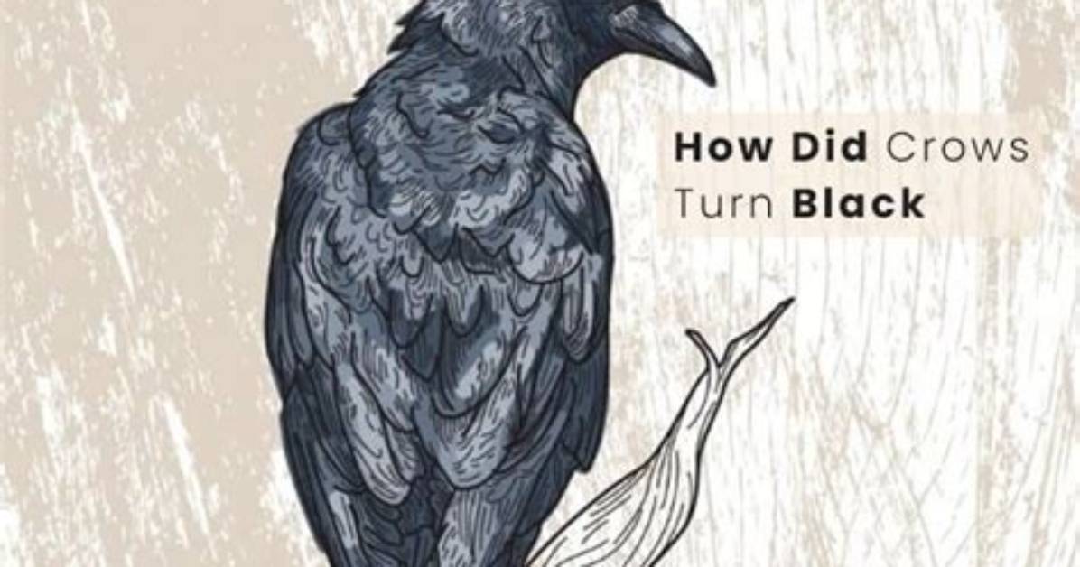 How Did Crows Become Black