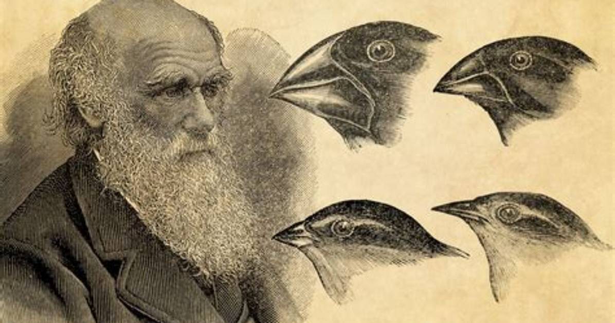 How Did Farmers Observed by Charles Darwin Take Advantage of Natural Variation to Improve Livestock