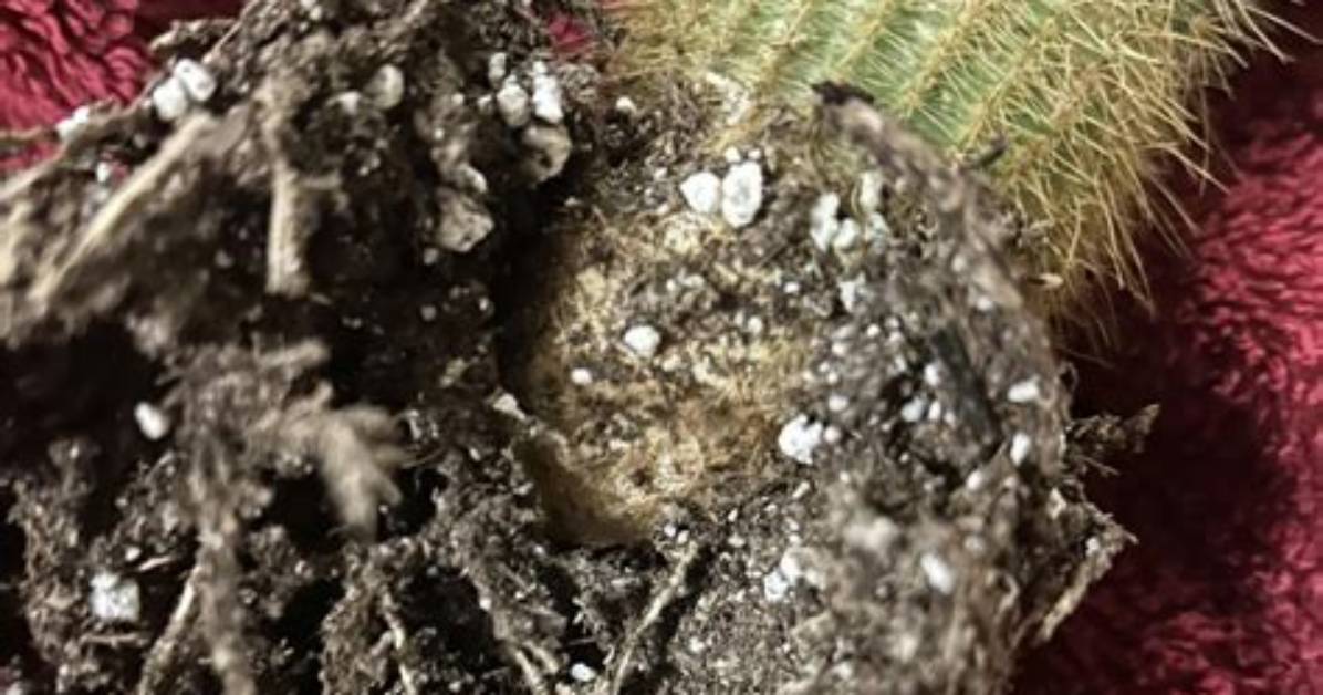 How Did I Kill My Cactus