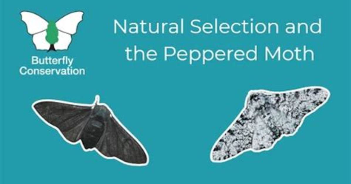 How Did Natural Selection Affect the Peppered Moth