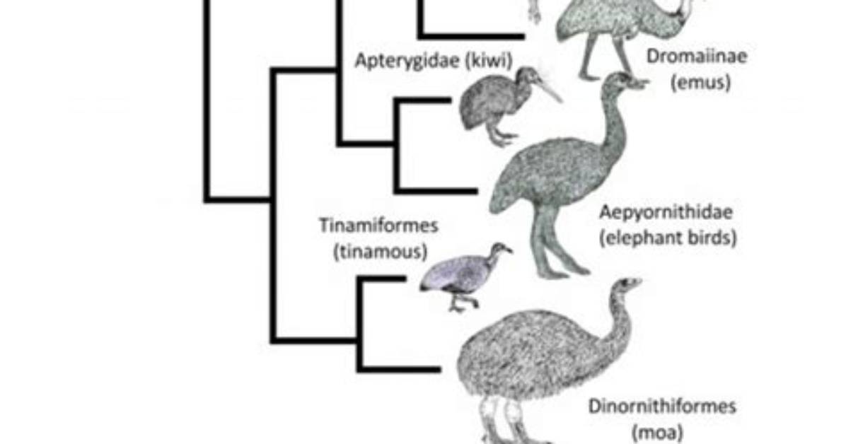 How Did Ratites Evolve?