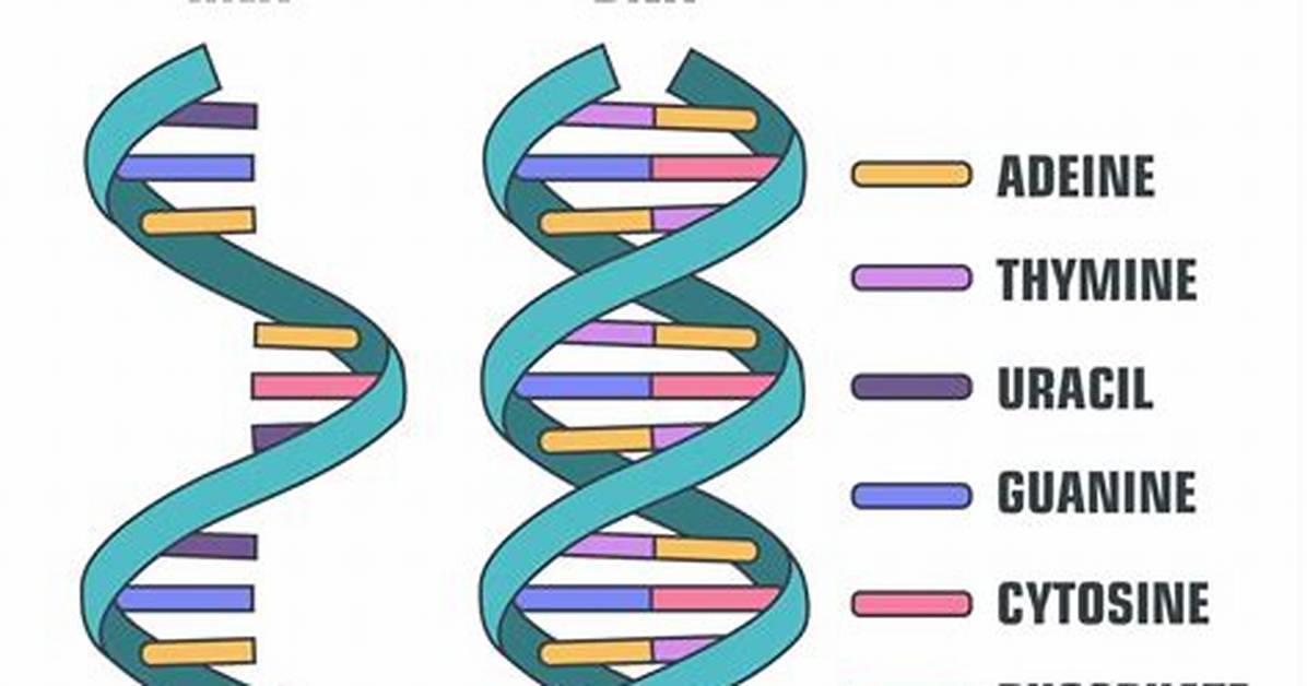 How Did Rna Come First