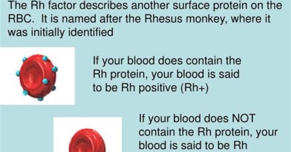 How Did the Rh Factor Get Its Name