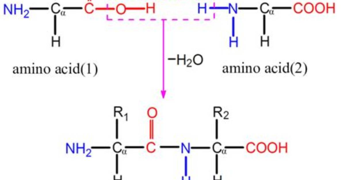 How Dipeptide Is Formed?