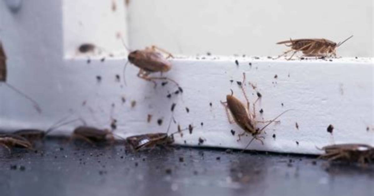 How Dirty Are Roaches?