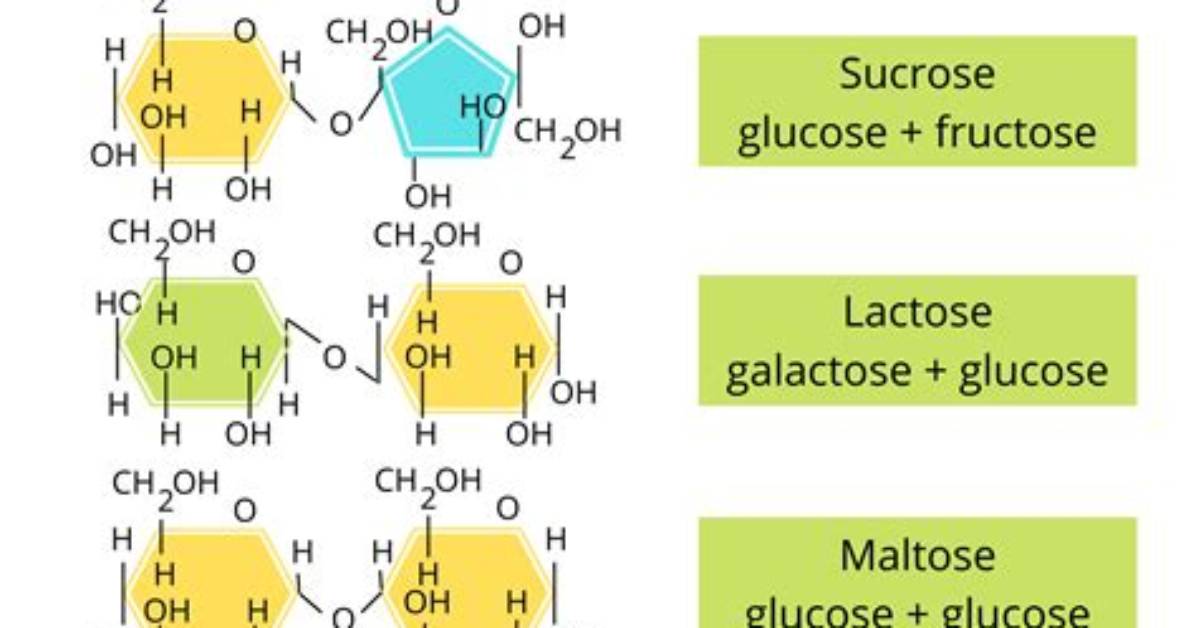 How Disaccharide Is Made?