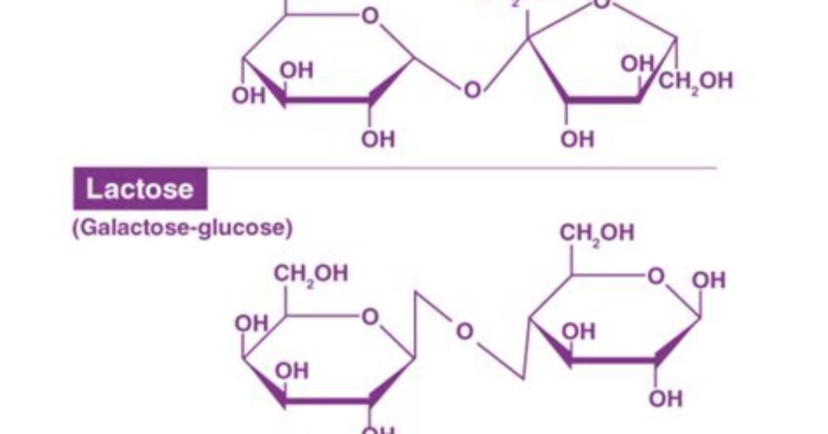 How Disaccharides Are Formed?