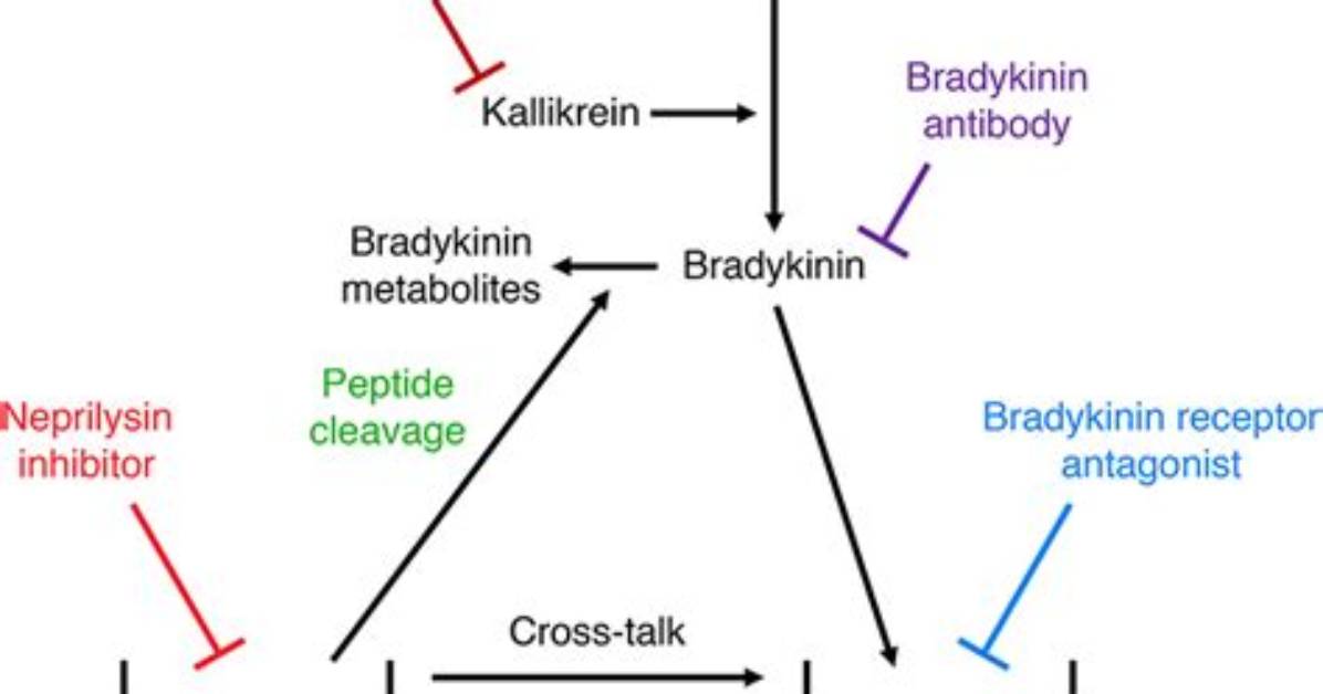 How Do Ace Inhibitors Affect Bradykinin