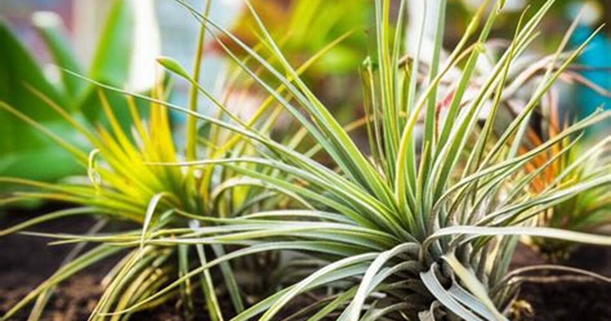 How Do Air Plants Survive